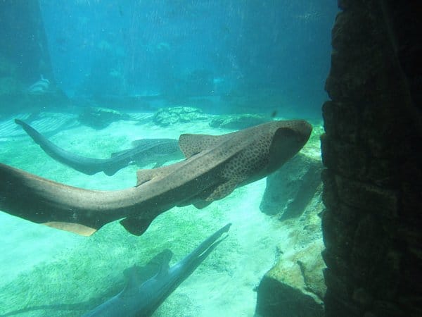 A shark swimming under water