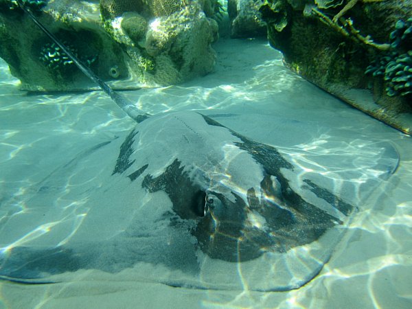 underwater view of a stingray on the sand