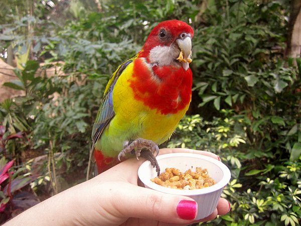 A colorful bird perched on top of someone\'s hand