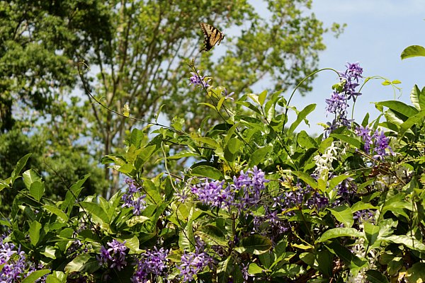 A purple flower on a plant