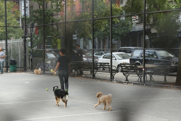 two dogs on a blacktop surface