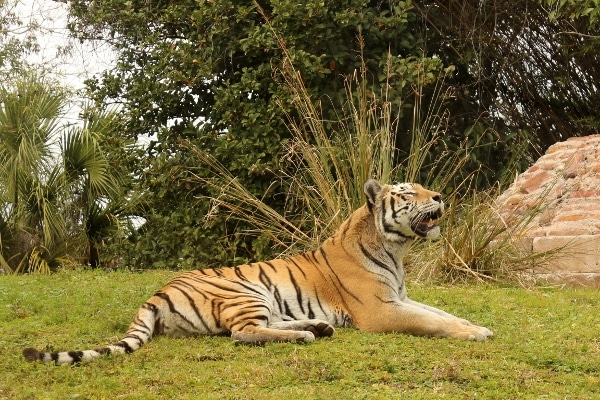 A tiger lying in the grass