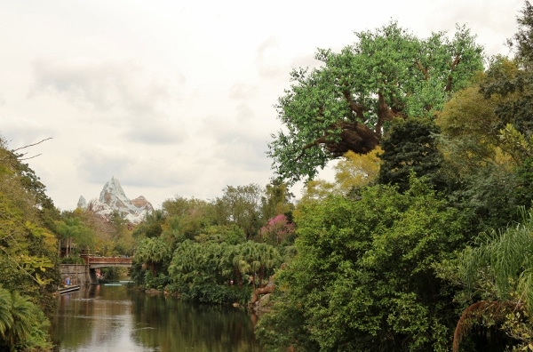 a view of Expedition Everest and the Tree of Life in Disney\'s Animal Kingdom park