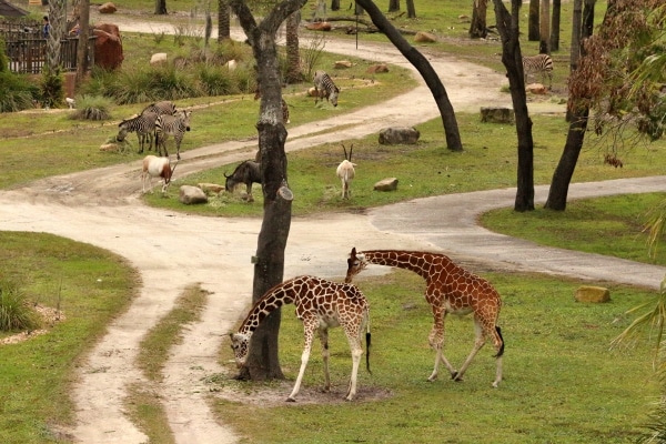 A herd of giraffe grazing in a field