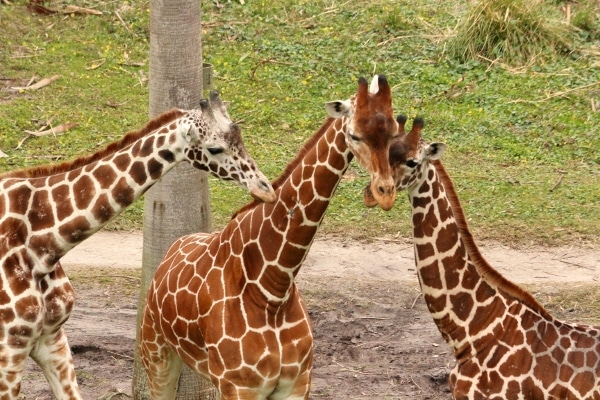 three giraffes huddled together