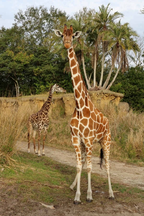 two giraffes grazing