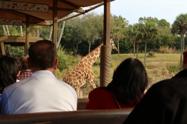 view of a giraffe from inside a safari vehicle