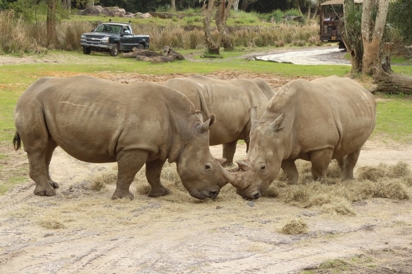 three grazing rhinoceroses
