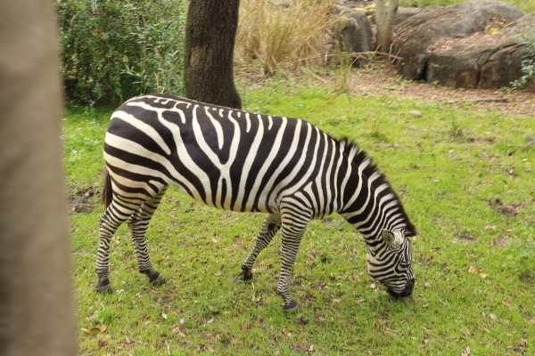 A zebra eating grass in a field