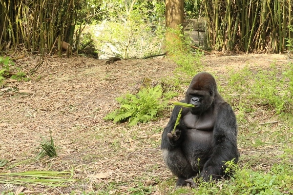 A gorilla sitting in the grass and eating leaves