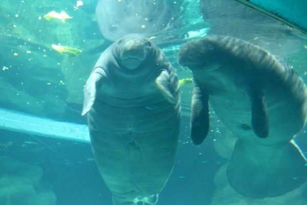 two manatees underwater