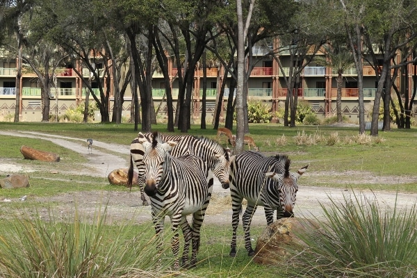 zebras grazing in a field