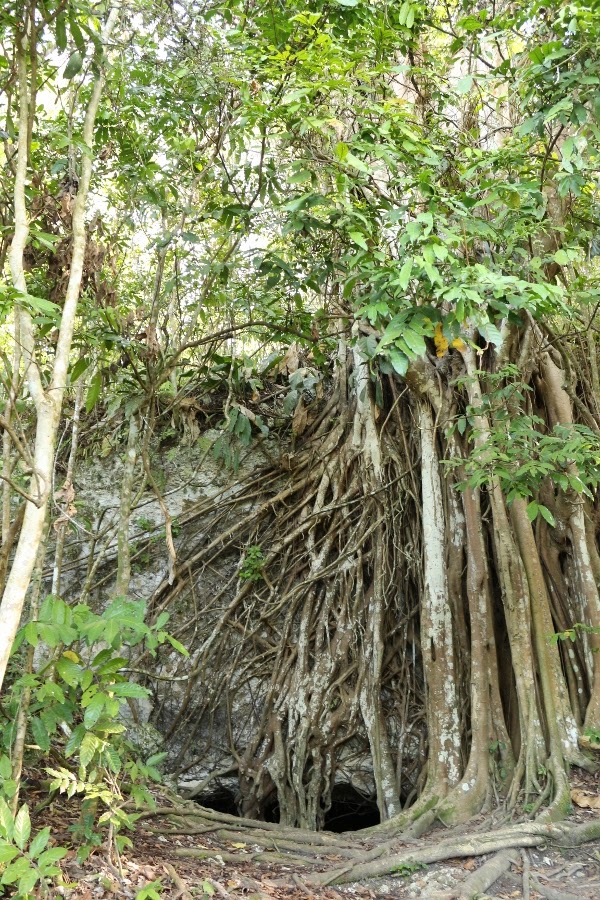 A tree with exposed roots in a forest