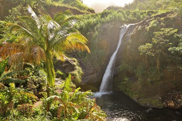 A large waterfall with palm trees nearby