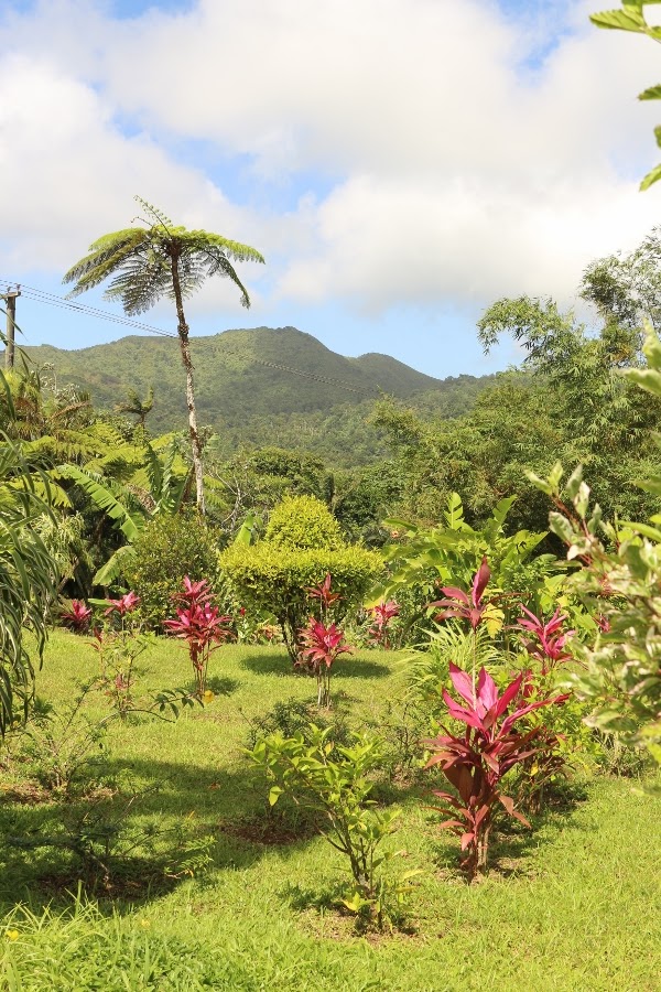 A garden with colorful plants and trees