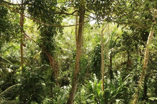 Trees in a jungle