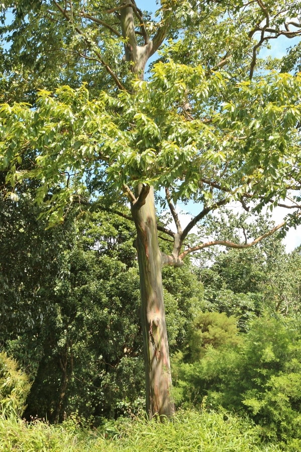 a tall tree with colorful bark