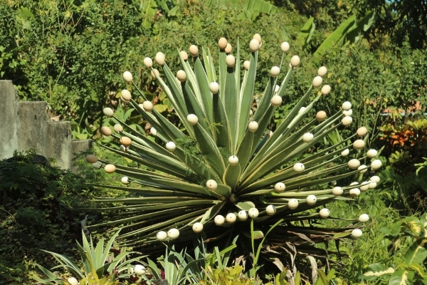 A cactus plant with eggs stuck on the sharp ends