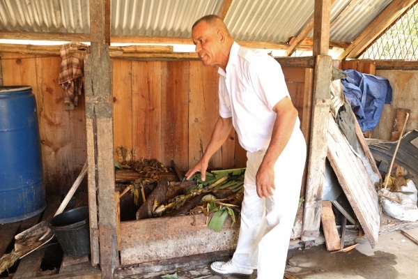 A man pointing at a pile of banana leaves