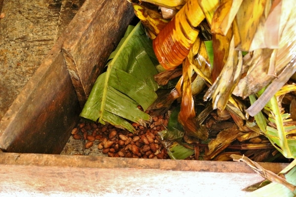 A pile of banana leaves covering cocoa beans that are fermenting