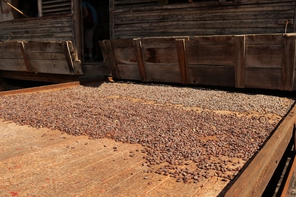 cocoa beans drying in the sun