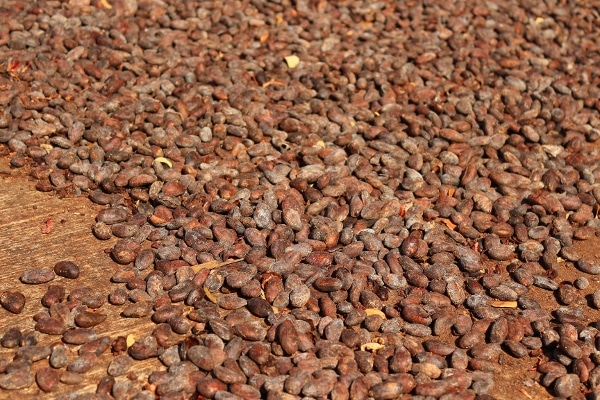 A close up of cocoa beans drying in the sun