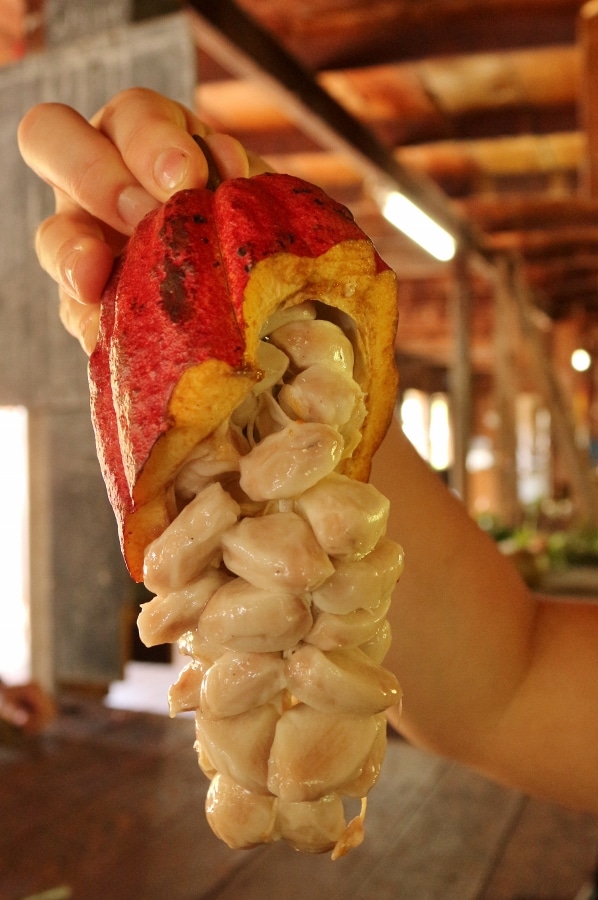 a cacao pod cut open to show what it looks like inside