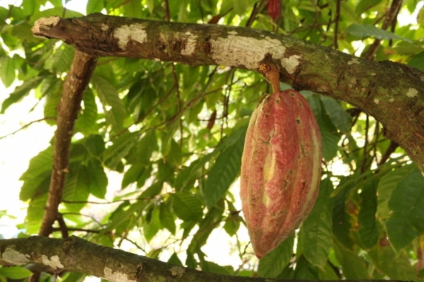 A cacao pod hanging from a tree