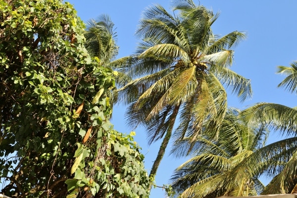 A group of palm trees