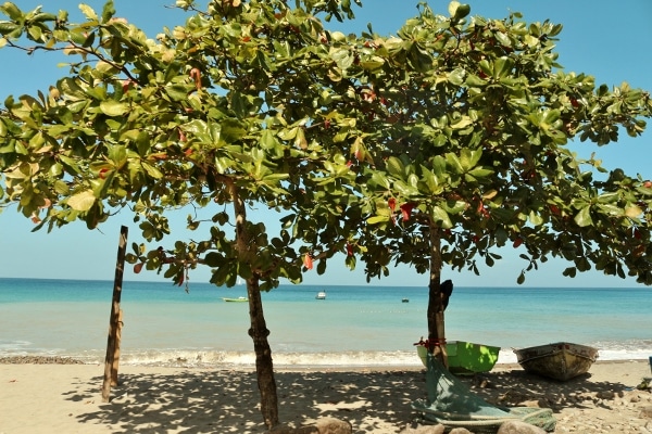 A group of almond trees on a tropical beach