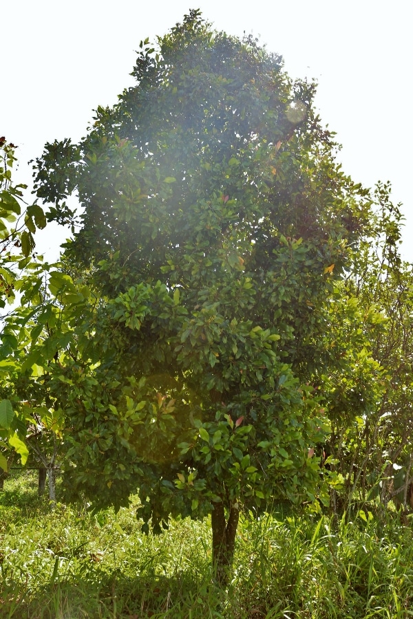 A tree with bright green leaves