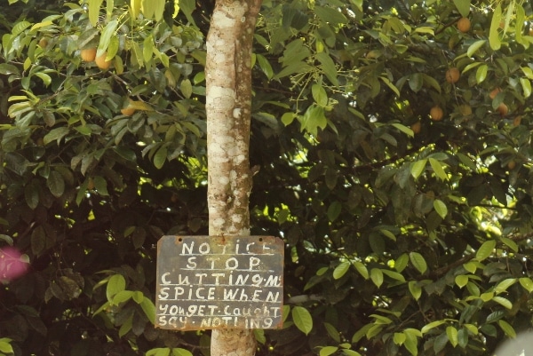 A sign hanging from a tree