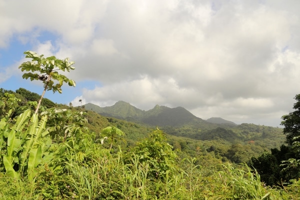 trees with a mountain in the background