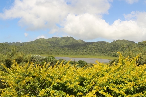 A body of water surrounded by bushes and trees