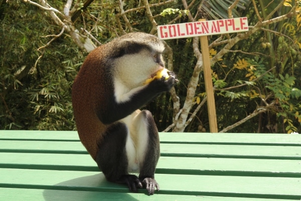 A monkey sitting on a table eating a banana