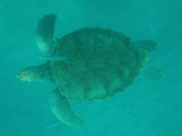 A sea turtle swimming under water