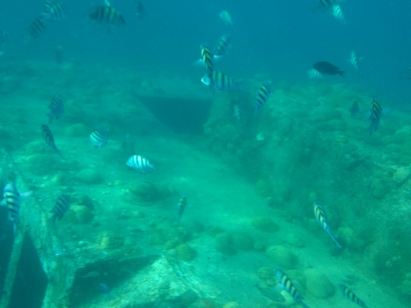 underwater view of fish in a shipwreck