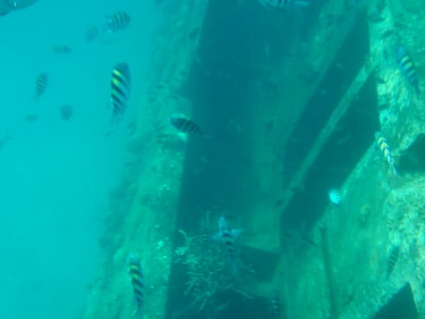 underwater view of fish in a shipwreck