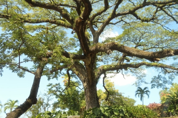 A large tree