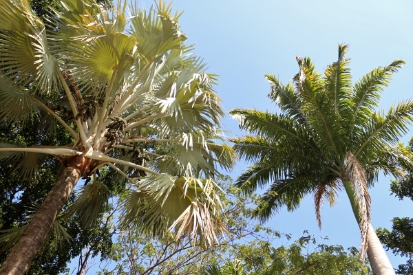 A group of palm trees