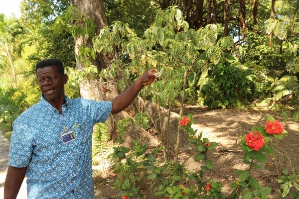 A man standing next to a tree