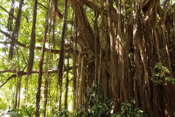 a walking Banyan tree