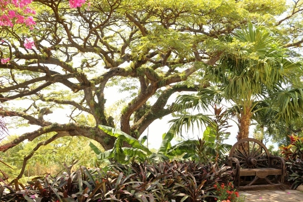 tropical trees and plants with a bench nearby