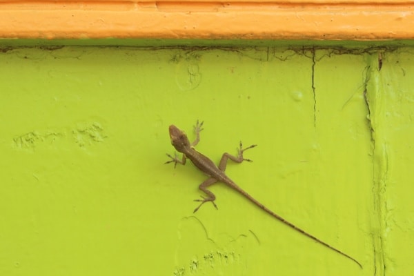 A close up of a lizard on a wall