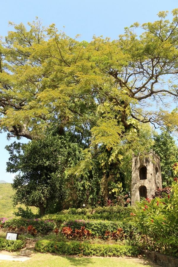 A large tree next to a small stone structure