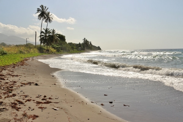 A black sand beach with palm trees in the distance