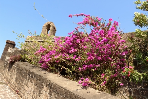 pink flowers along a stone wall