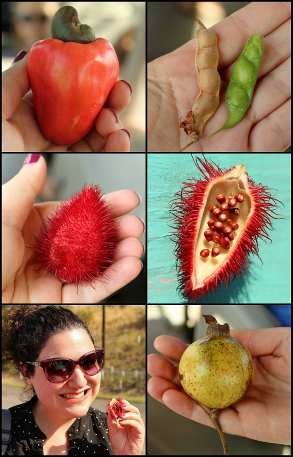 a series of photos of plants picked off of trees in St. Kitts