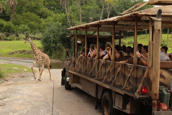 a safari vehicle next to a small giraffe on a dirt road