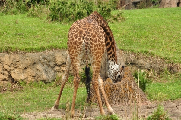 A giraffe bending down to eat